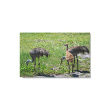 Florida Sandhill Cranes Naturfotografie