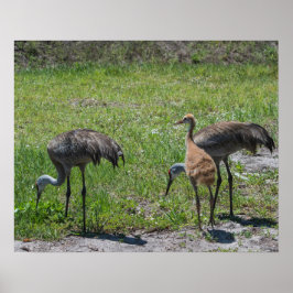Florida Sandhill Cranes Naturfotografie Poster
