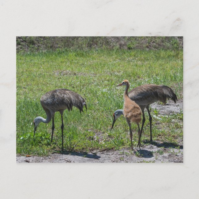 Florida Sandhill Cranes Naturfotografie Postkarte (Vorderseite)