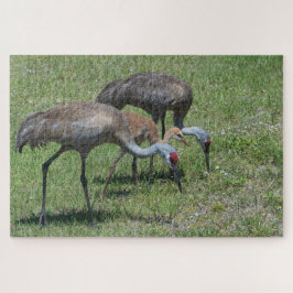 Florida Sandhill Cranes Wandern auf dem grünen Fel