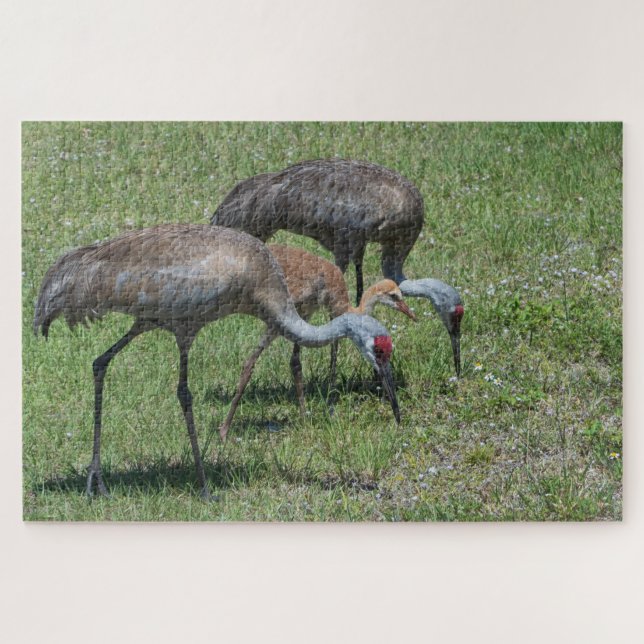Florida Sandhill Cranes Wandern auf dem grünen Fel (Horizontal)