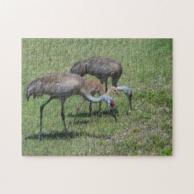 Florida Sandhill Cranes Wandern auf dem grünen Fel (Horizontal)