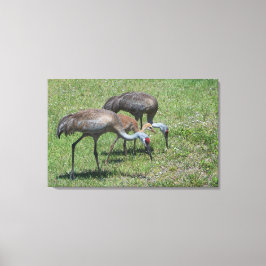 Florida Sandhill Cranes Wandern auf dem grünen Fel Leinwanddruck