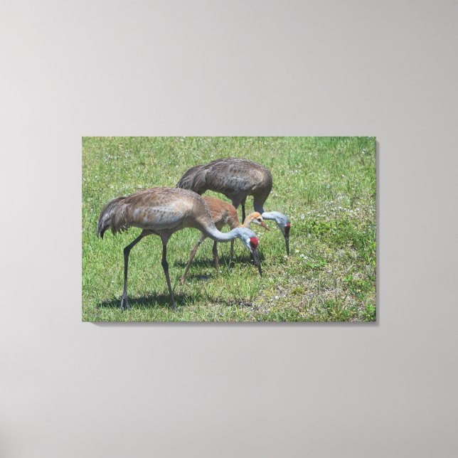 Florida Sandhill Cranes Wandern auf dem grünen Fel Leinwanddruck (Vorderseite)