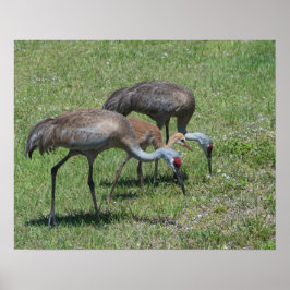 Florida Sandhill Cranes Wandern auf dem grünen Fel Poster