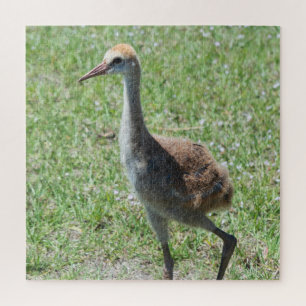 Florida Sandhill Cranes Wildlife Foto