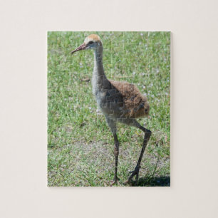 Florida Sandhill-Krane in Grünfeldfotografie