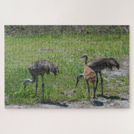 Florida Sandhill-Krane in Grünfeldfotografie