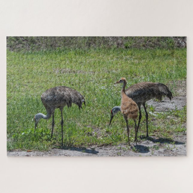 Florida Sandhill-Krane in Grünfeldfotografie (Horizontal)