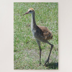 Florida Sandhill-Krane in Grünfeldfotografie