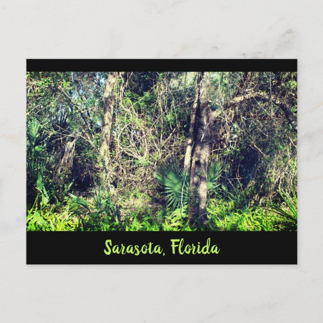 Florida Sarasota foilage tropische Bäume Foto Postkarte (Vorderseite)