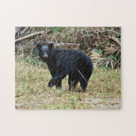 Florida-Schwarzbär