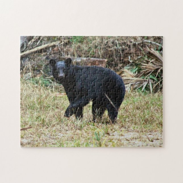 Florida-Schwarzbär (Horizontal)