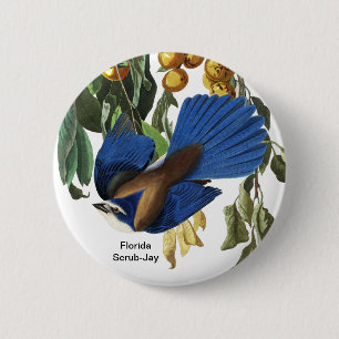 Florida Scrub-Jay, John James Audubon, Selten Bird Button