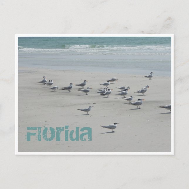 Florida Sea Birds Postkarte (Vorderseite)