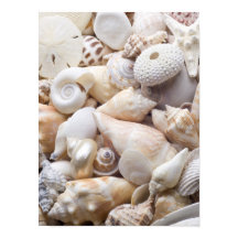 Florida Sea Shell Background - Beach Shells Custom