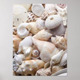 Florida Sea Shell Background - Beach Shells Custom Poster