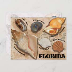 Florida Seashell Postcard Postkarte