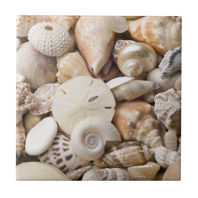 Florida-SeeMuschel-Hintergrund - Strand-Muscheln Fliese (Vorderseite)