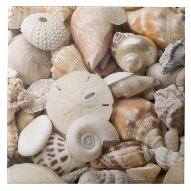 Florida-SeeMuschel-Hintergrund - Strand-Muscheln Fliese (Vorderseite)