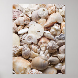 Florida-SeeMuschel-Hintergrund - Strand-Muscheln Poster
