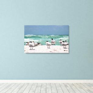 Florida-Seeschwalben auf weißem Sandstrand in Flor Leinwanddruck