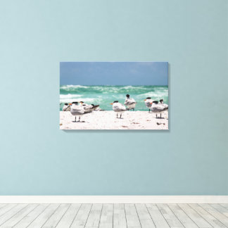 Florida-Seeschwalben auf weißem Sandstrand in Flor Leinwanddruck