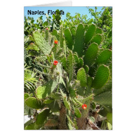 Florida Semaphore Cactus Neapel Botanischer Garten