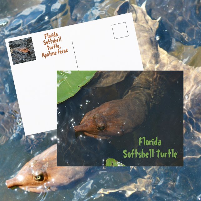 Florida Softshell Turtle Fotografische Wildtiere Postkarte (Von Creator hochgeladen)