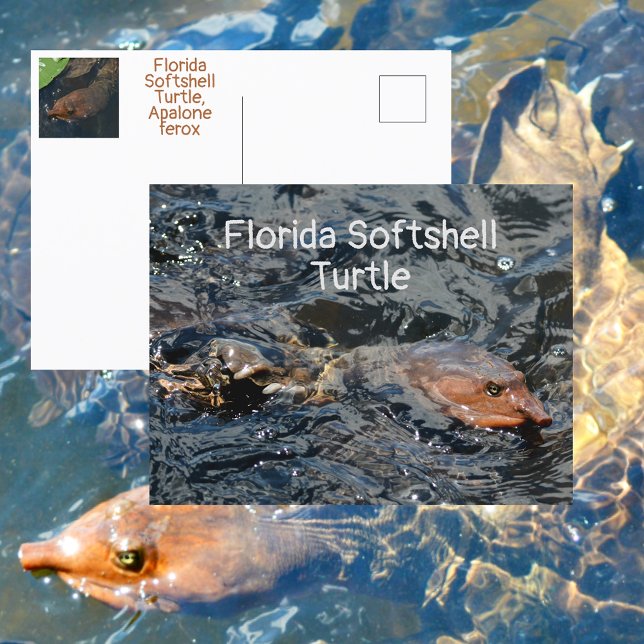 Florida Softshell Turtle Wildlife Fotografisch Postkarte (Von Creator hochgeladen)