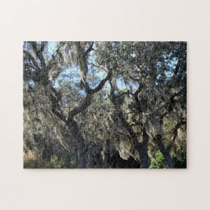 Florida Spanish Moss