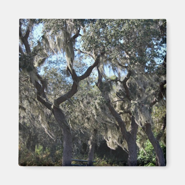 Florida Spanish Moss Magnet (Vorne)