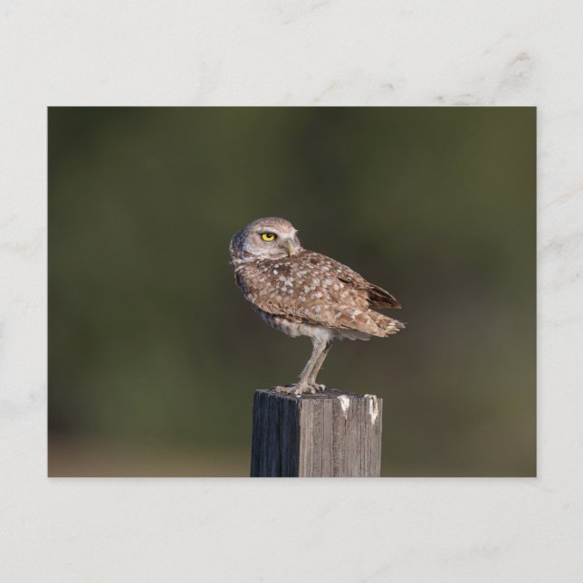 Florida-Sumpfohreulen-Paar-Wildlife-Fotografie Postkarte (Vorderseite)