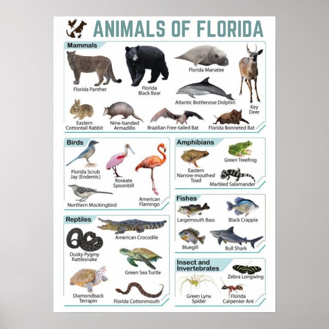 Florida-Tiere, Florida usa-Wildlide Poster (Vorne)