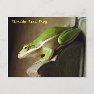 Florida Tree Frog Postcard Postkarte