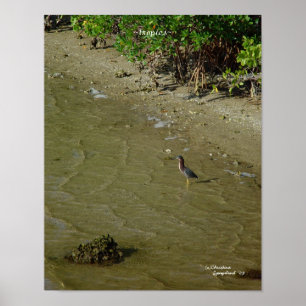 Florida Tropics Poster