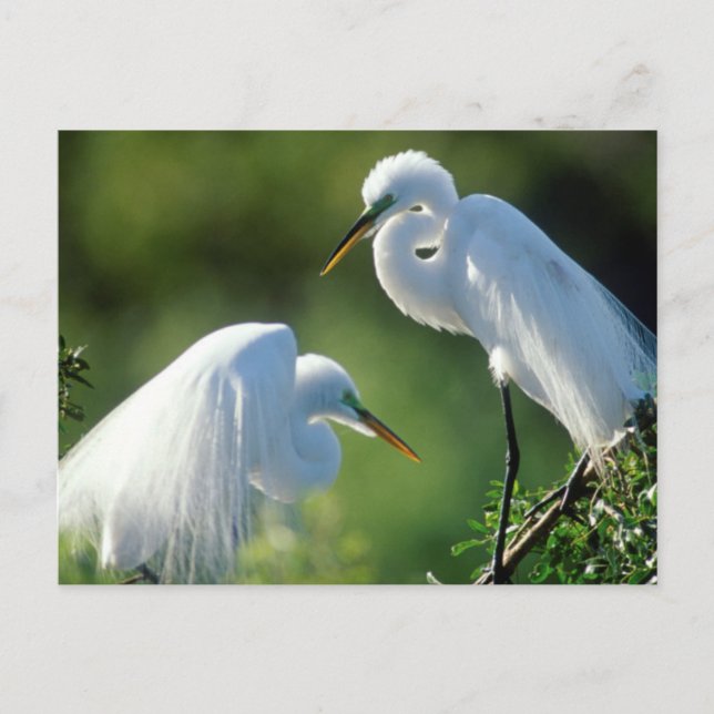 Florida, Venedig, Audubon-Heiligtum, Gemeinsames E Postkarte (Vorderseite)