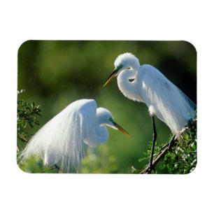 Florida, Venedig, Audubon-Schutzgebiet, Silberreih Magnet
