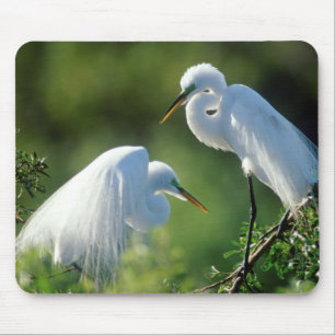 Florida, Venedig, Audubon-Schutzgebiet, Silberreih Mousepad