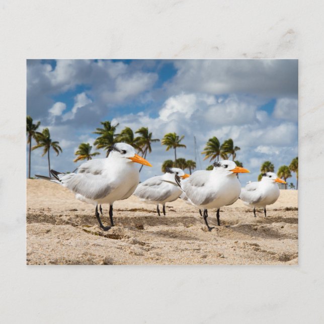 Florida - Vier Terns am Strand Postkarte (Vorderseite)