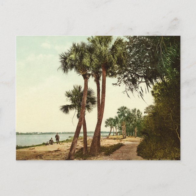 Florida Vintages Foto 1898 Postkarte (Vorderseite)