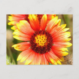 Florida Wildblume Postkarte
