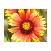 Florida Wildblume Postkarte