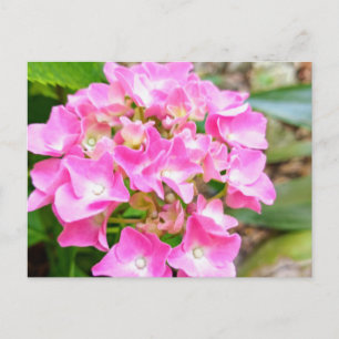 Florida-Wildflower-Postkarte Postkarte