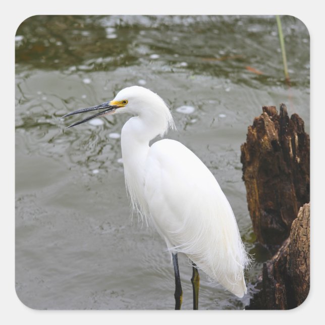 Florida's Singing Egret Quadratischer Aufkleber (Vorderseite)