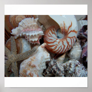 FloridaSeashells Poster