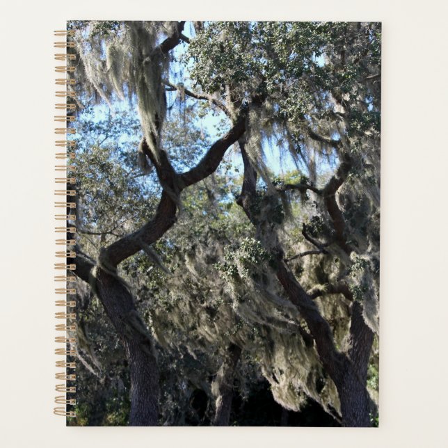 Floride Espagnol Moss (Devant)