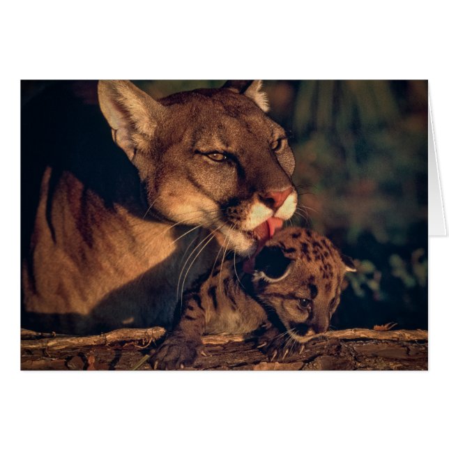 Floride Panther Lick Cub (Devant Horizontal)