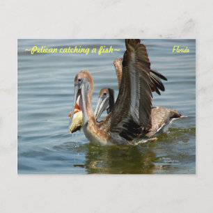Floride Pelican attraper un poisson Carte postale
