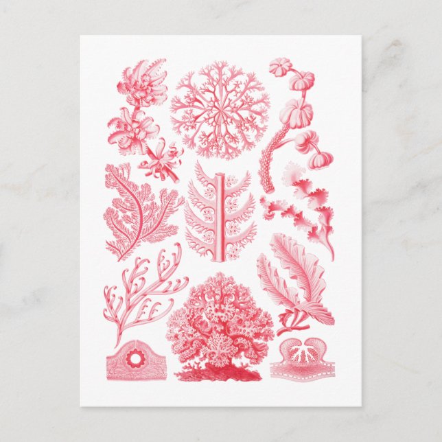 Florideae Postkarte (Vorderseite)